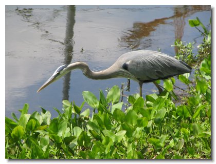 Florida 2006 (92)